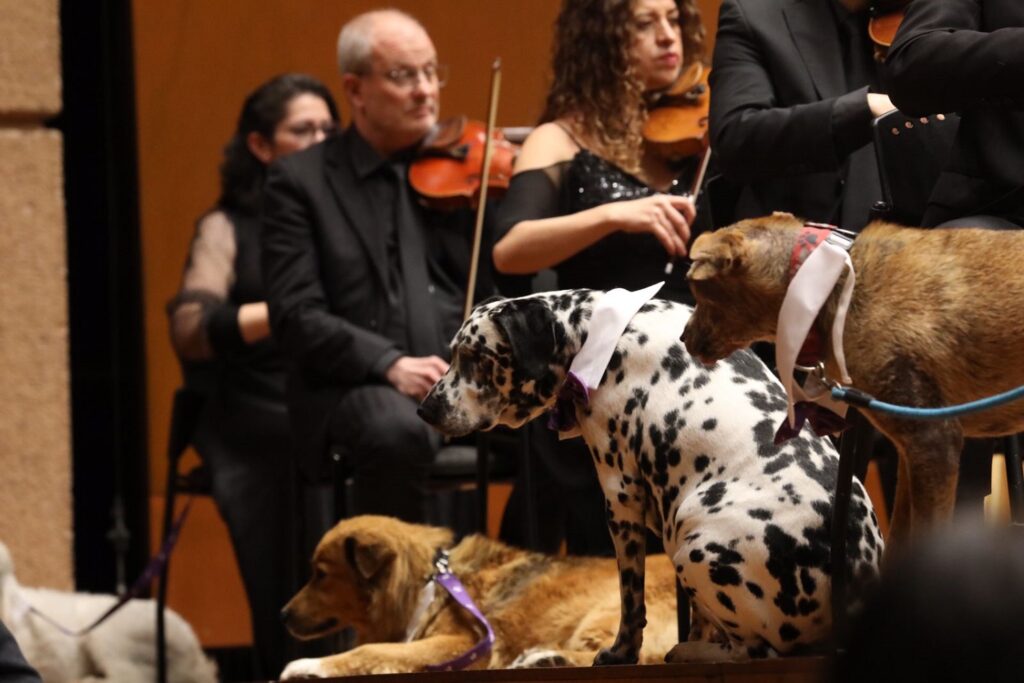 Perros en escenario acompañados de músicos interpretando instrumentos